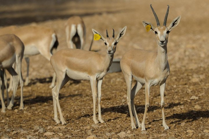 Al Ain Zoo